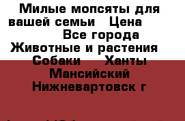 Милые мопсяты для вашей семьи › Цена ­ 20 000 - Все города Животные и растения » Собаки   . Ханты-Мансийский,Нижневартовск г.